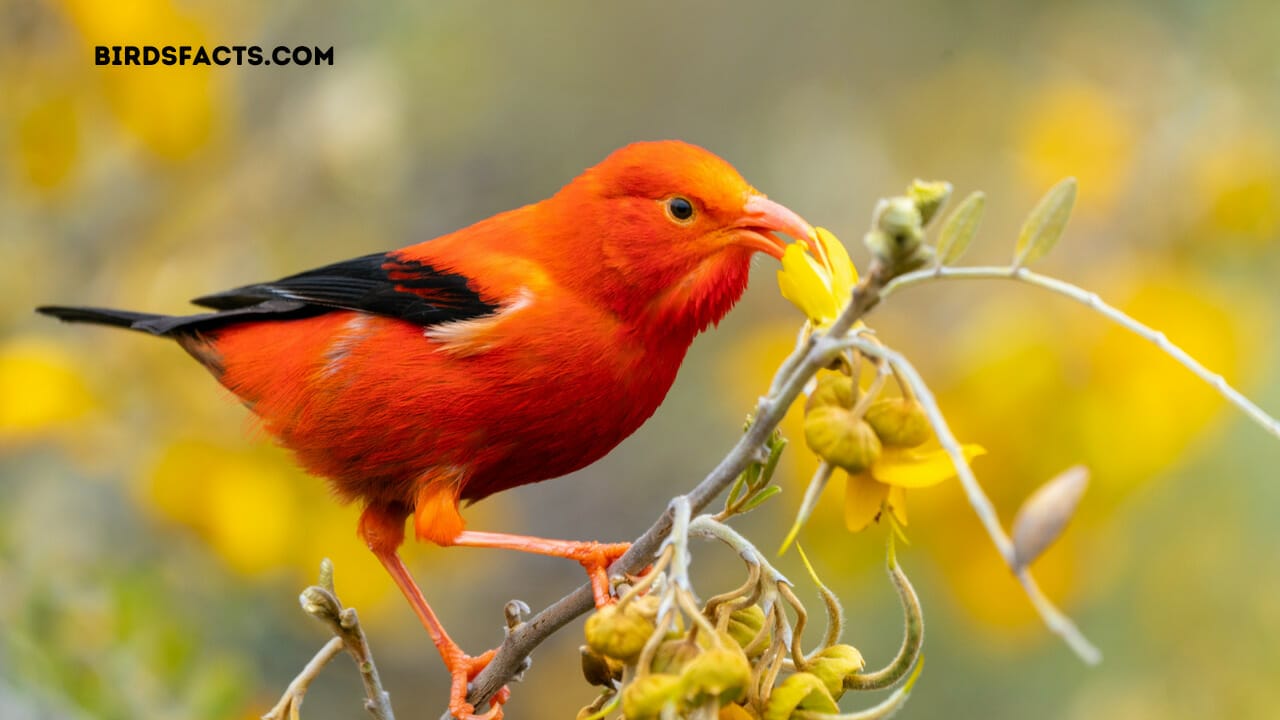 red headed hawaiian bird