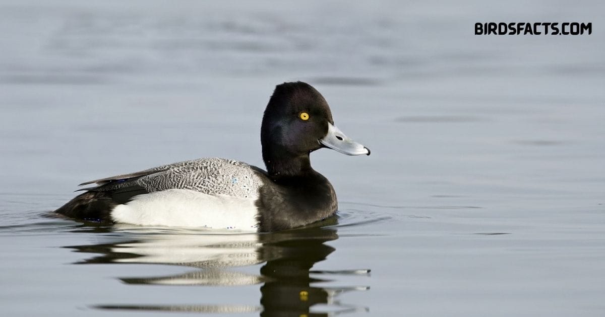 Lesser Scaup duck with rounded head and black-and-white plumage swimming on a lake