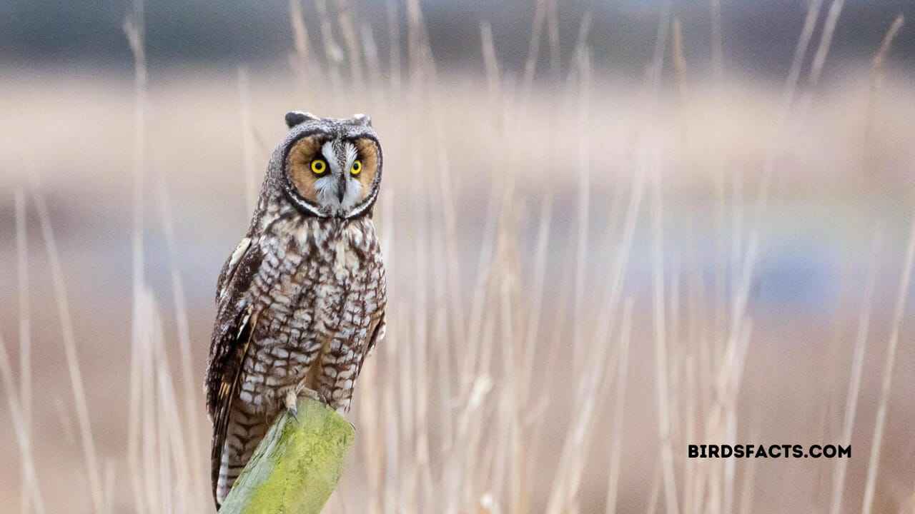 types of owls in arizona