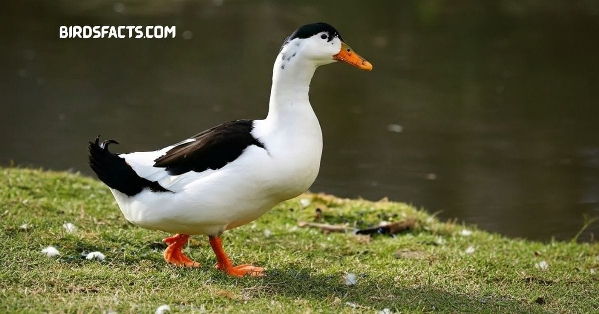 Magpie Duck with black-and-white plumage standing near a pond