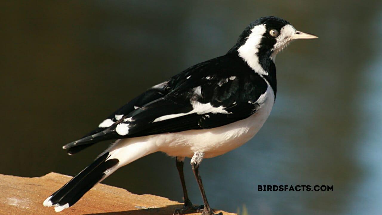 bird with white stripe on wings