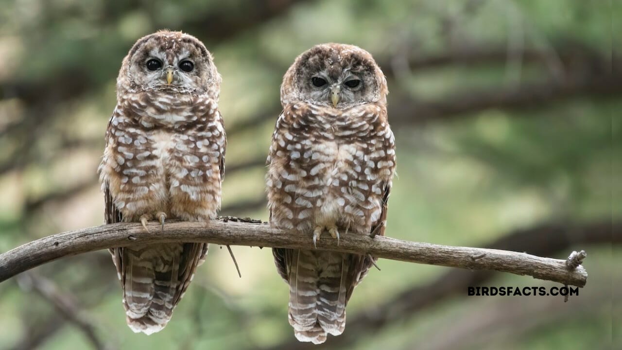 owls in arizona desert