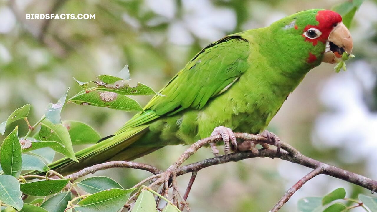 are there parrots in florida