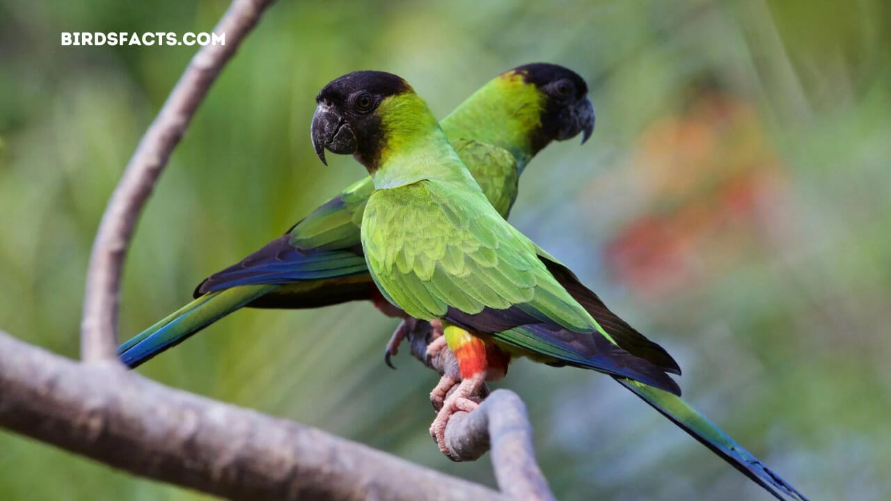 green bird in florida