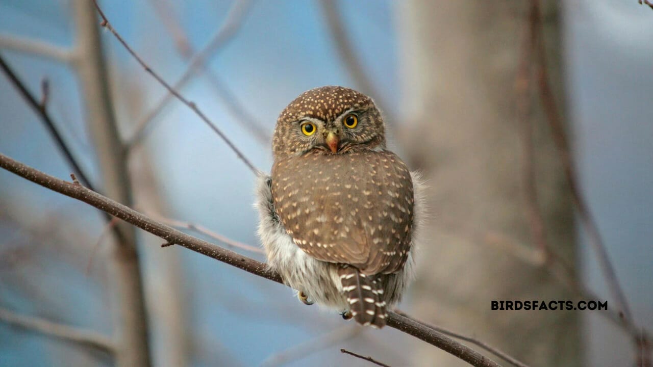 Northern Pygmy Owl