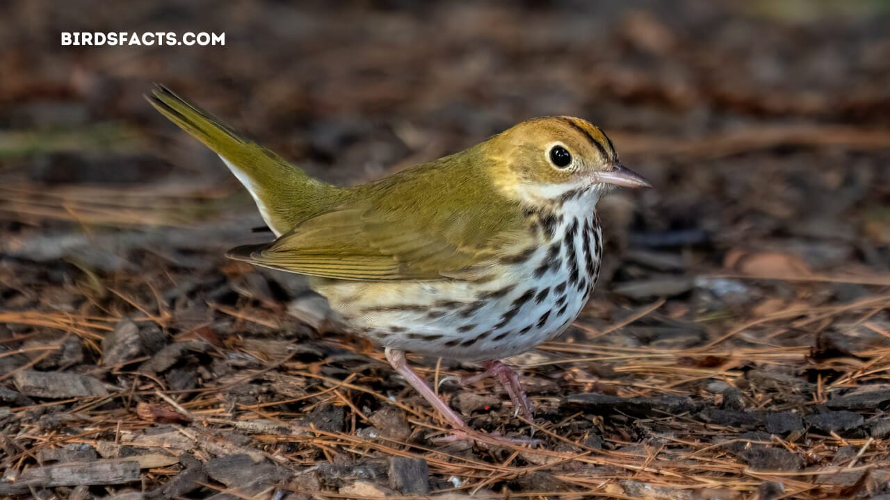 small brown bird florida