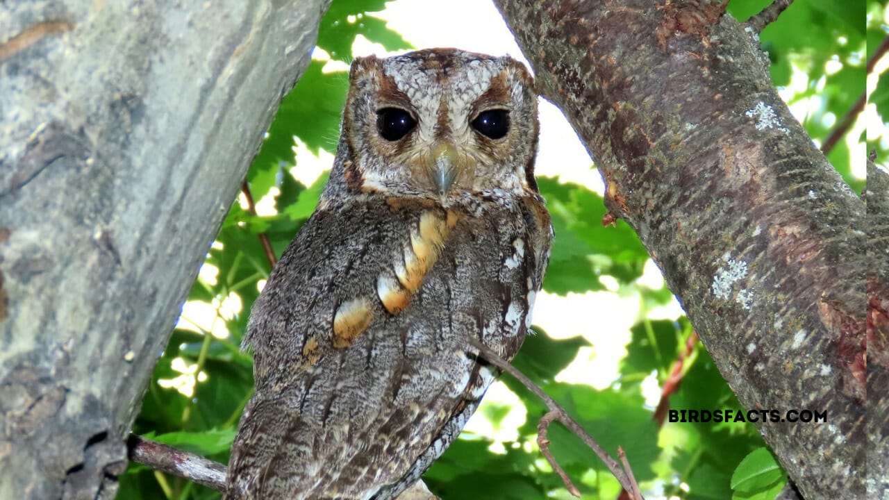 Owls in Arizona