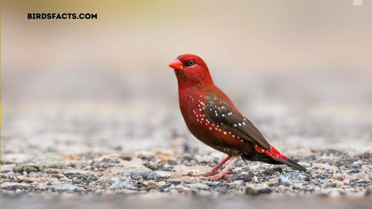 bird in hawaii with red head