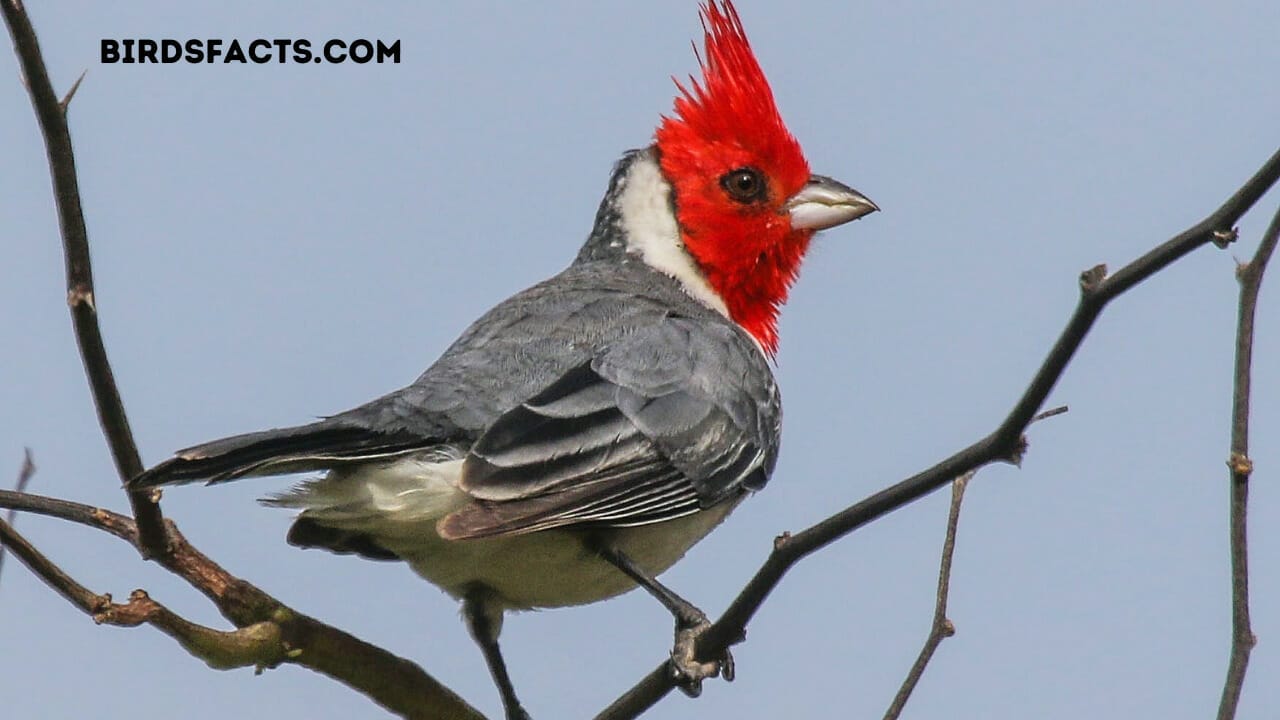 red head bird hawaii