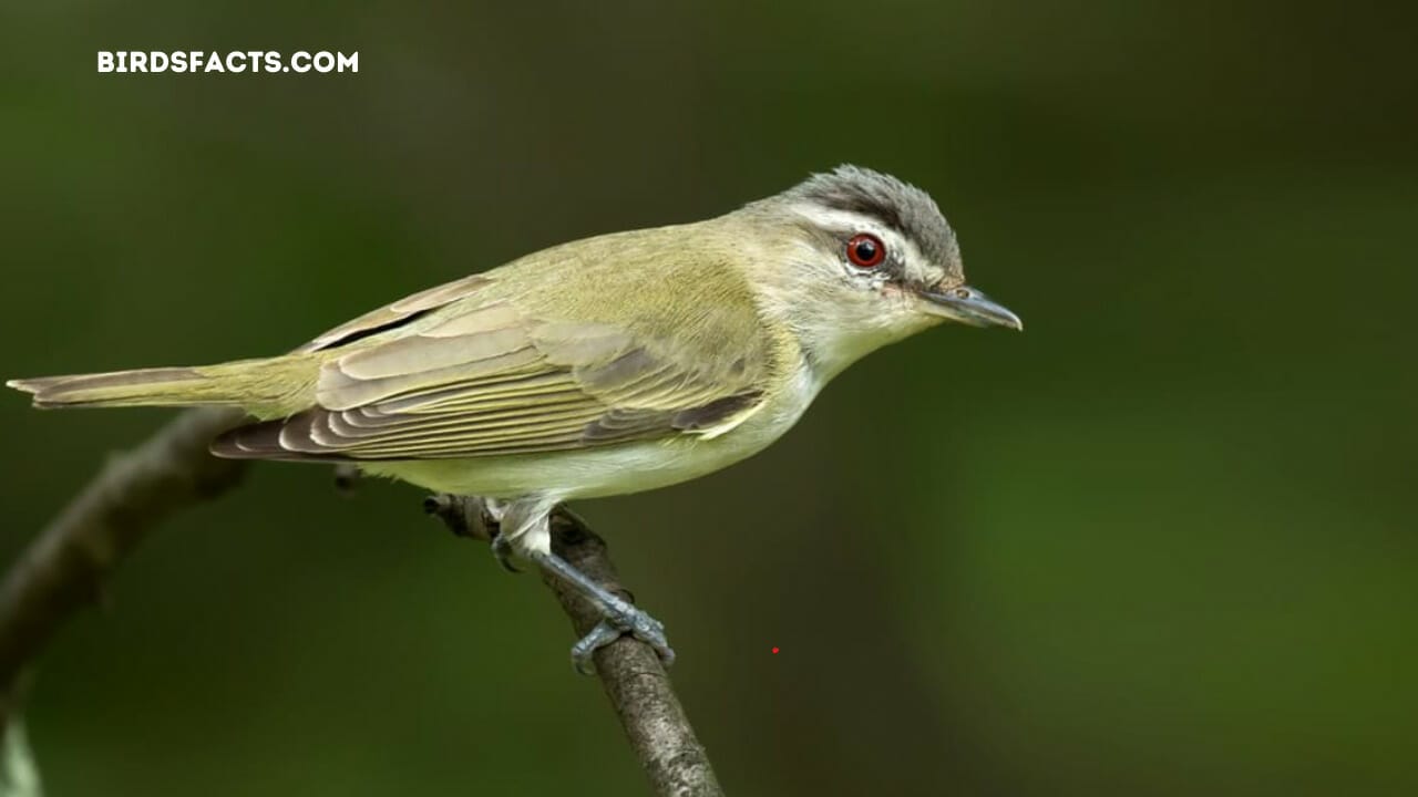 tiny birds in florida