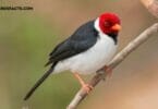 Red Headed Bird Hawaii