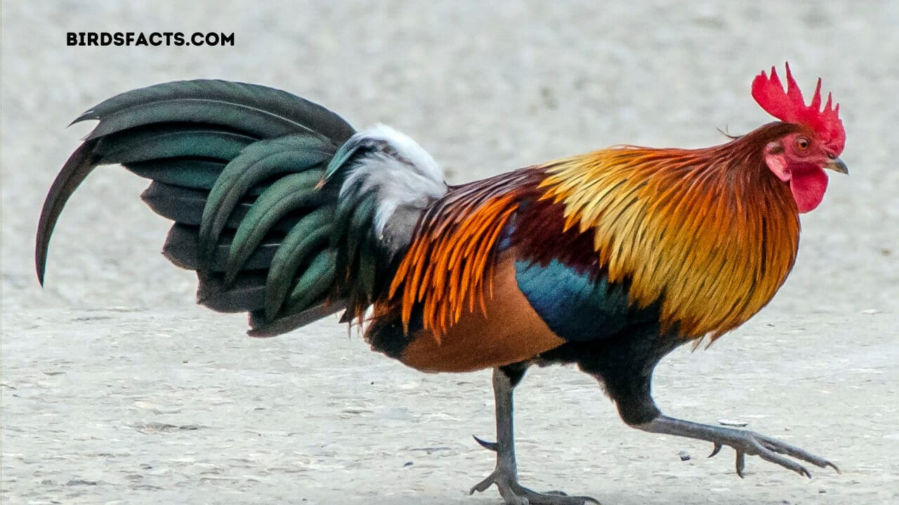 red headed bird in hawaii