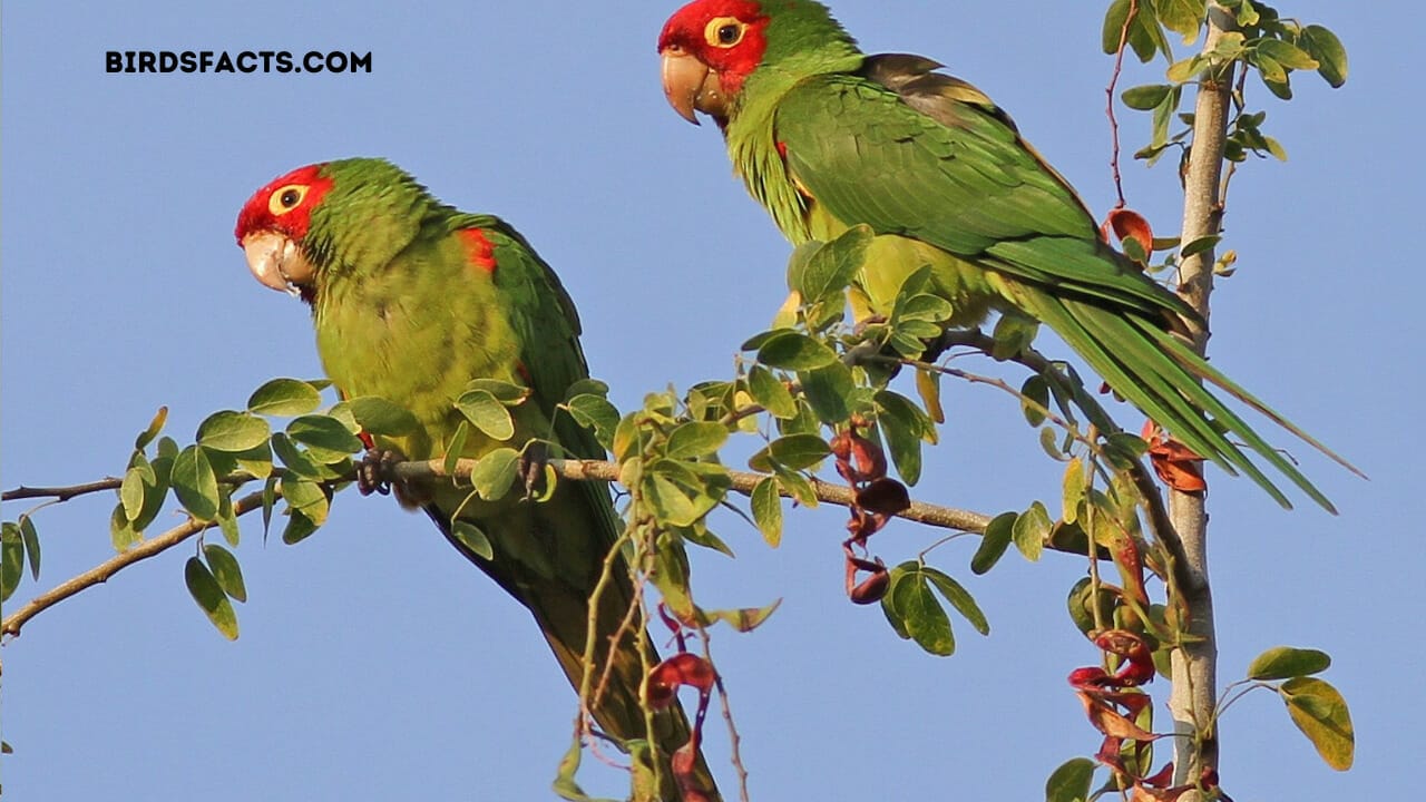 wild parrots in florida