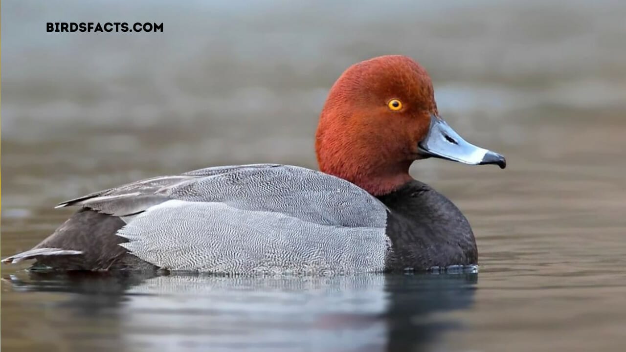 birds in hawaii with red head