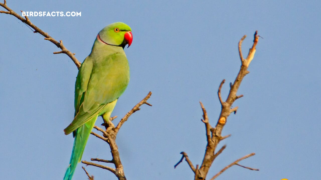 parrots in florida