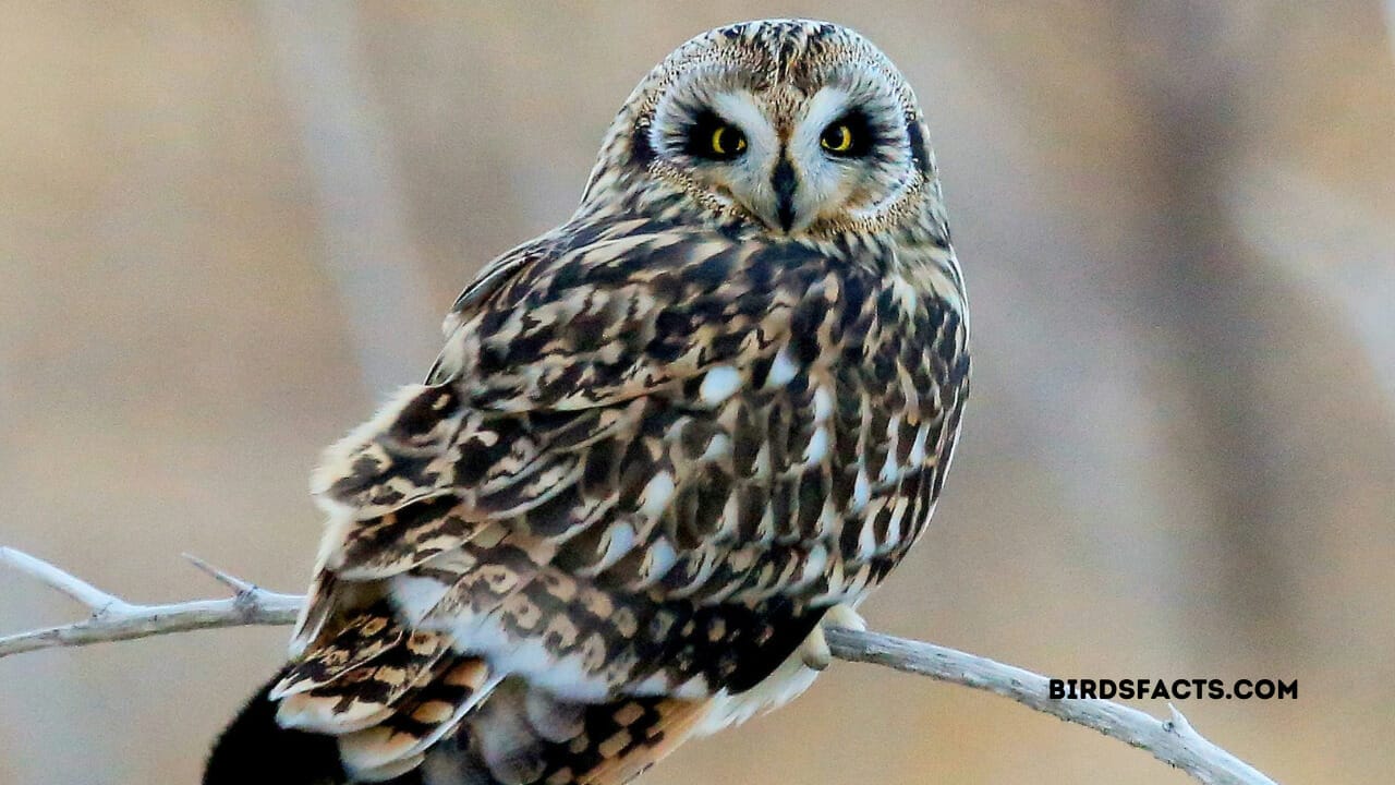 Short-Eared Owl