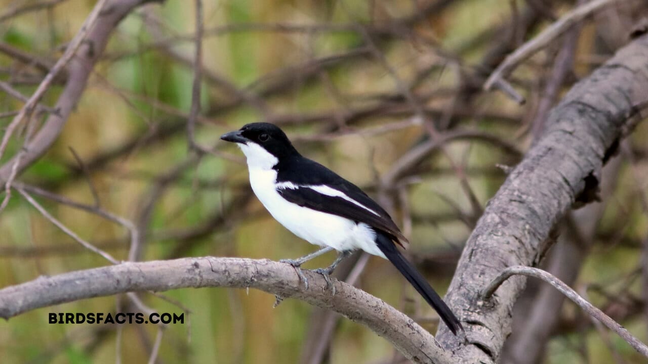 black bird with white wings