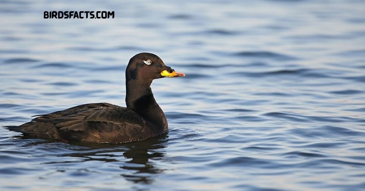 Velvet Scoter duck with dark plumage and white wing patches swimming on the sea