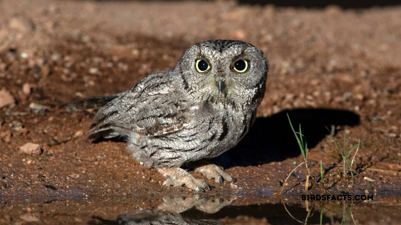 owls in az