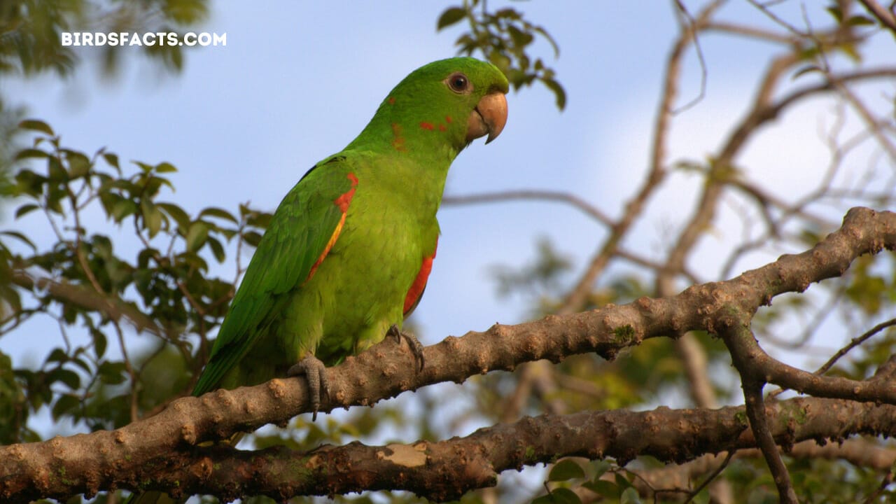 bird with green feathers