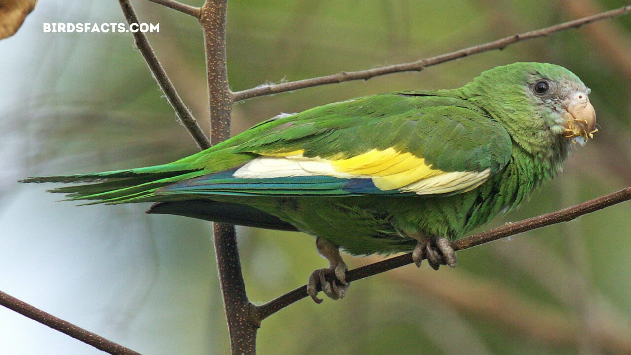 florida parrots