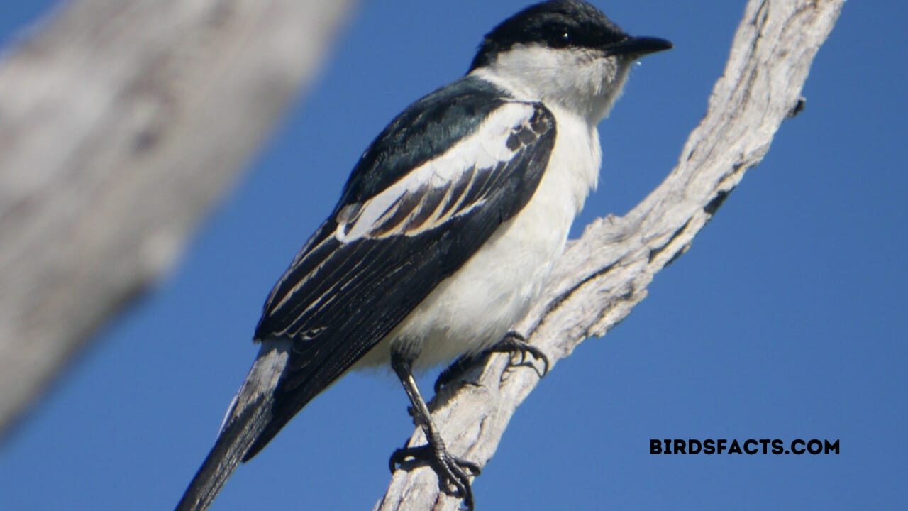 white wing black bird