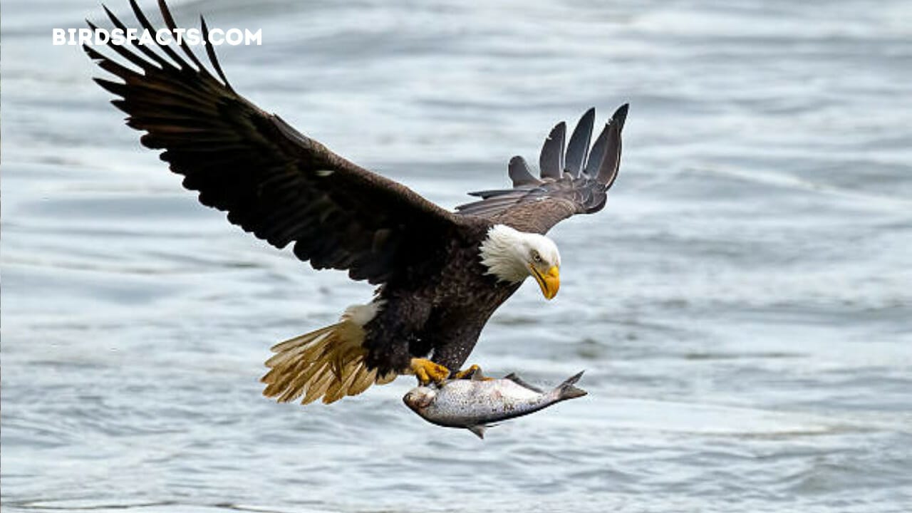 alcoa eagle cam 2022