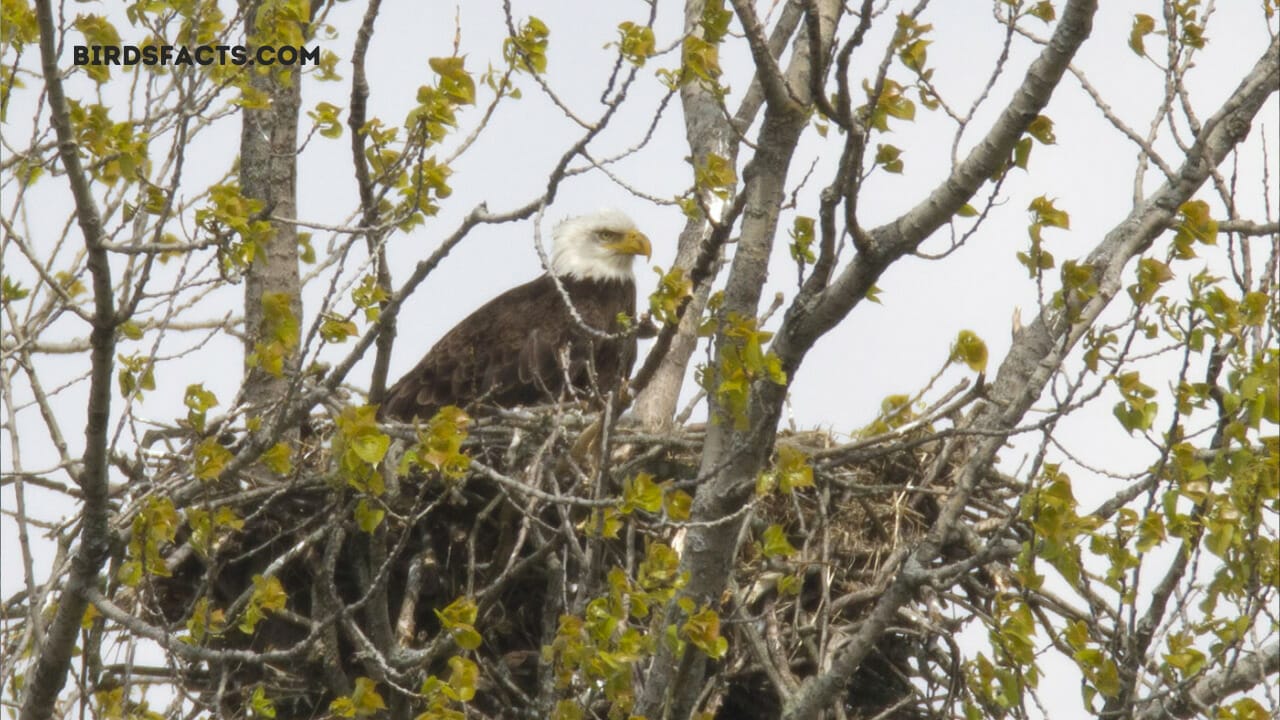 catalina island bald eagle cam