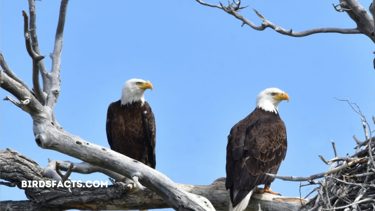 catalina island bald eagles