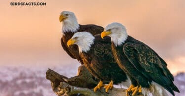 Two Harbors Eagle Cam