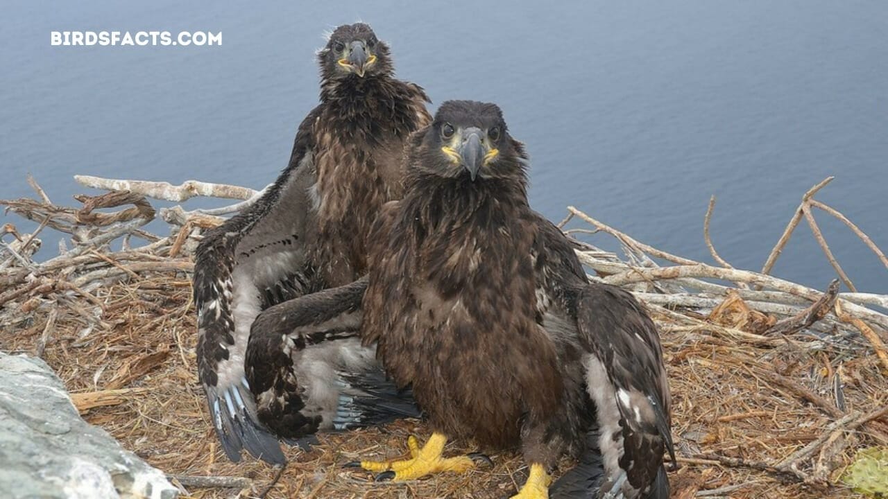 two harbors catalina eagle cam