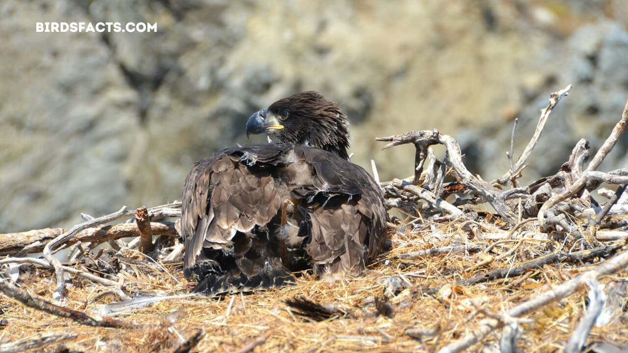 two harbors eagle nest