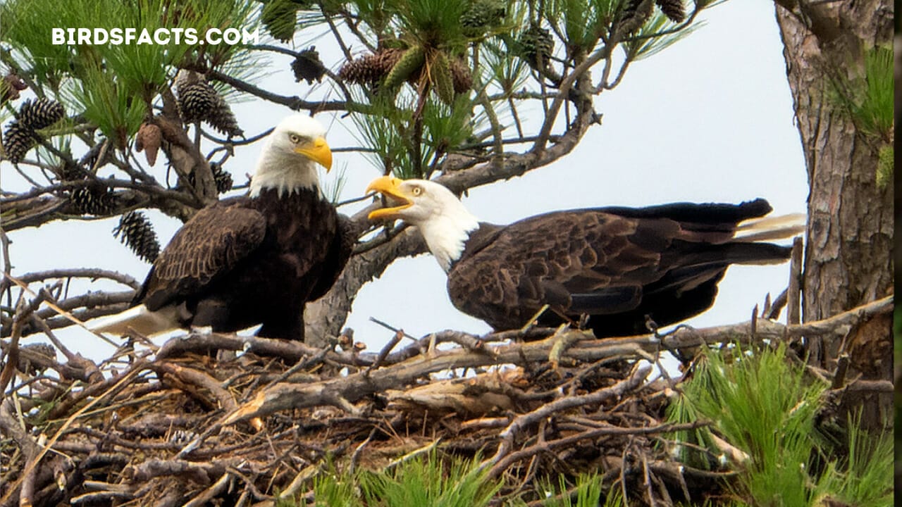 two harbors live cam
