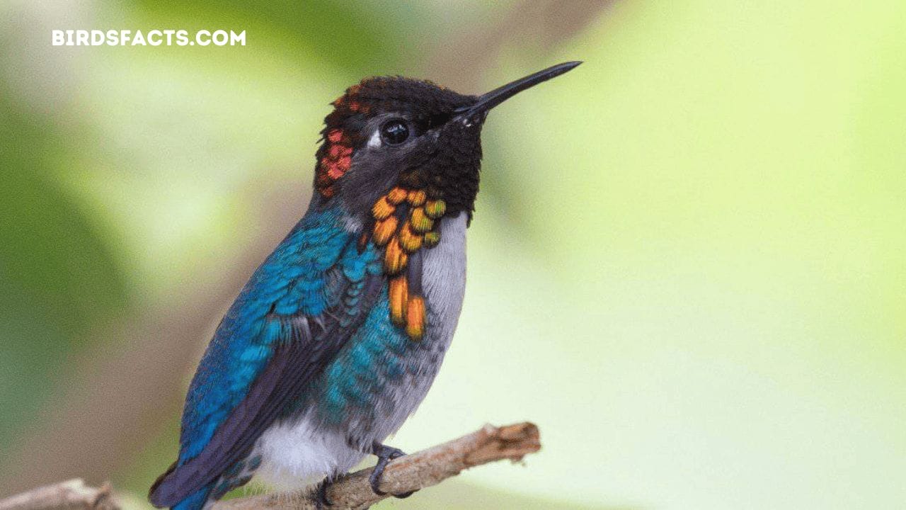 black bird with blue tint