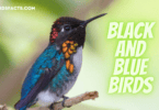 Black and Blue Birds
