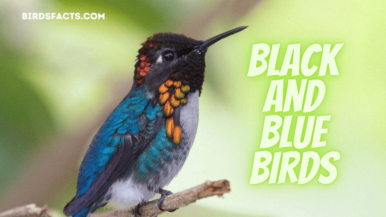 Black and Blue Birds