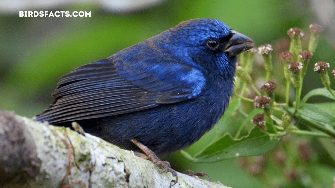 black bird dark blue head