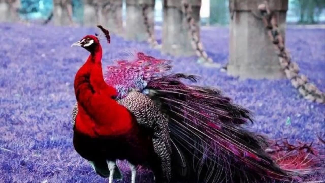 Are Red Peacocks Real There Are 20 Color Varieties!