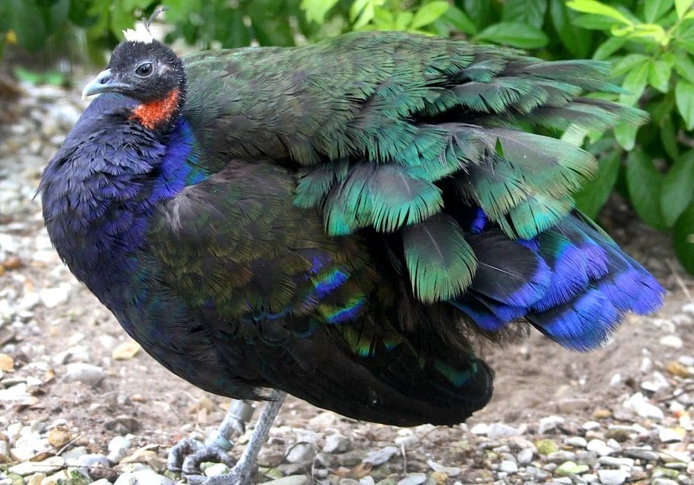 Congo Peafowl (Afropavo congensis)