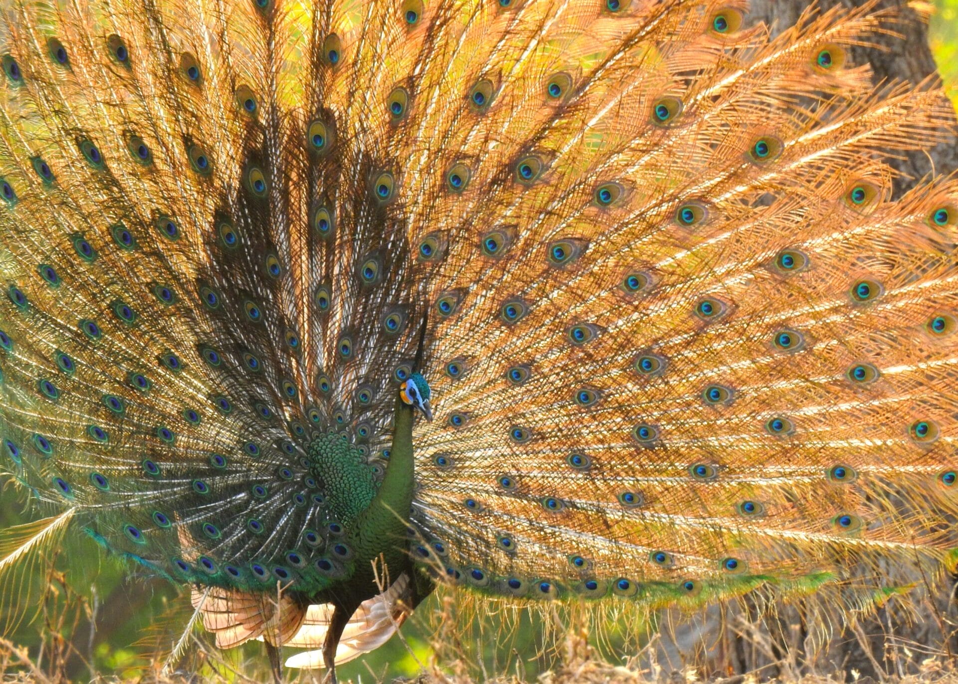 Green Peafowl (Pavo muticus)