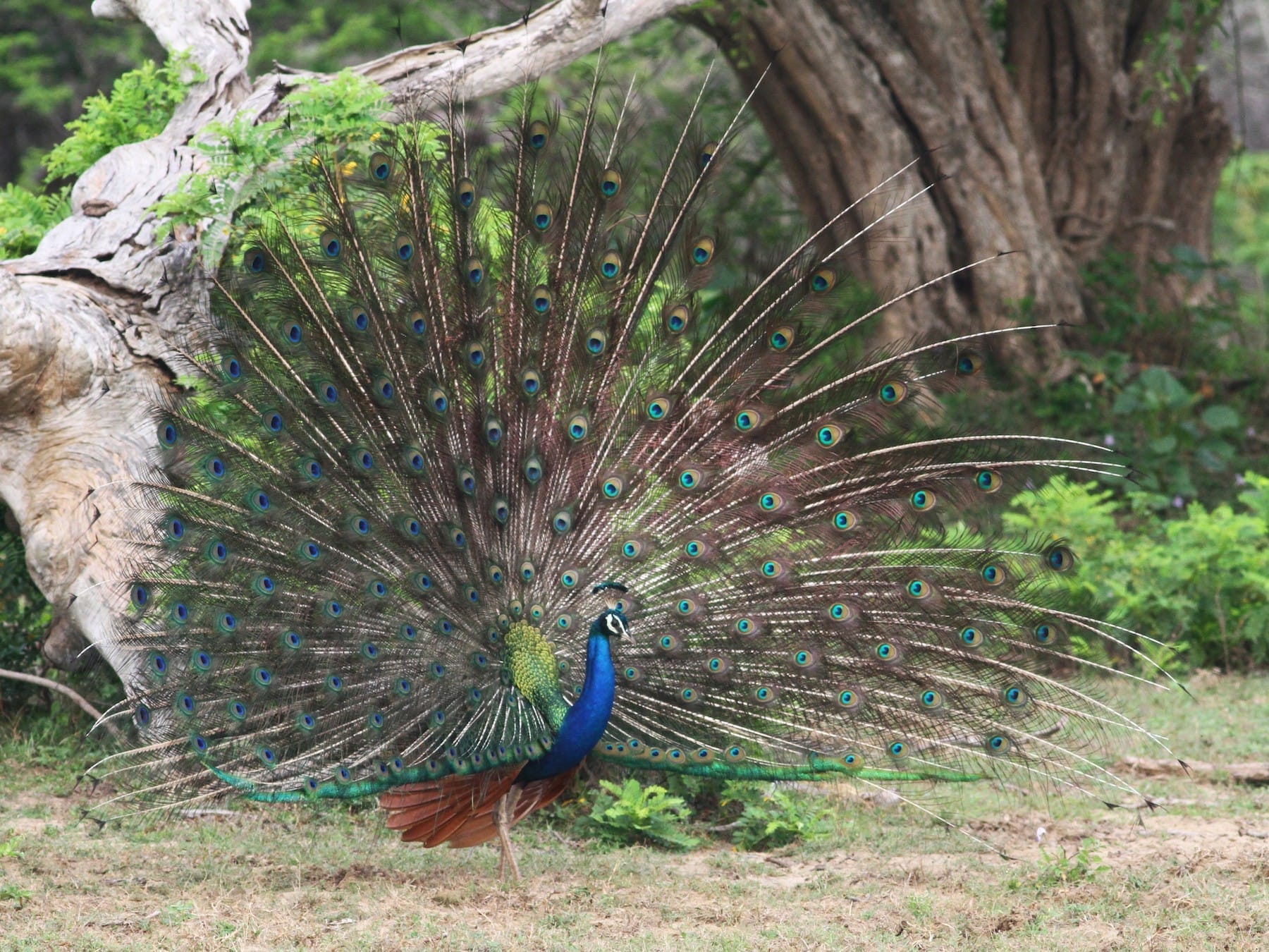 Indian Peafowl (Pavo cristatus )