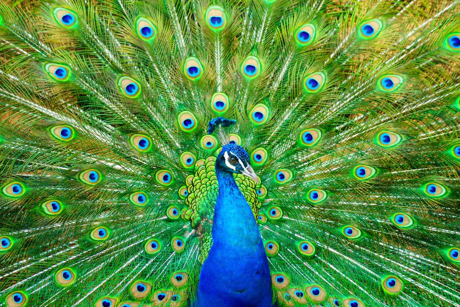 Peacocks With Different Colors