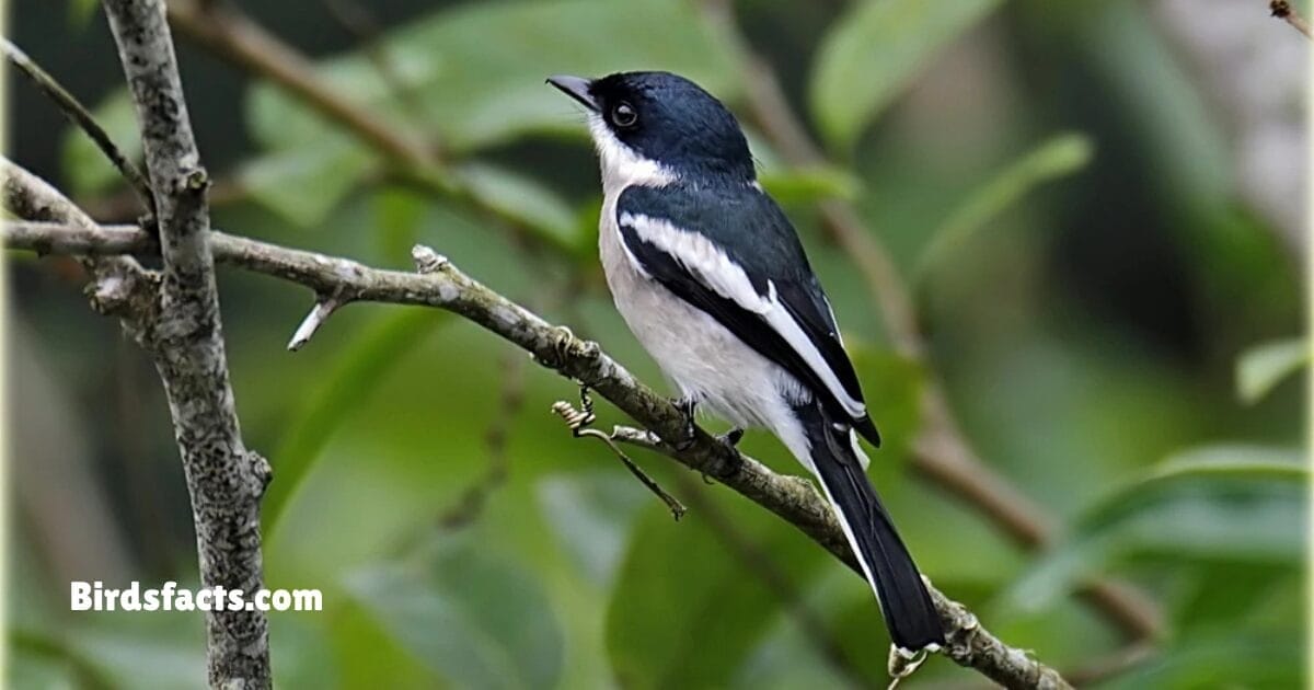 bar-winged-flycatcher-shrike