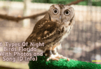 16 Types Of Night Birds Florida (With Photos and Song ID Info)