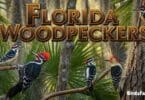 A Simple Guide to 10 Florida Woodpeckers