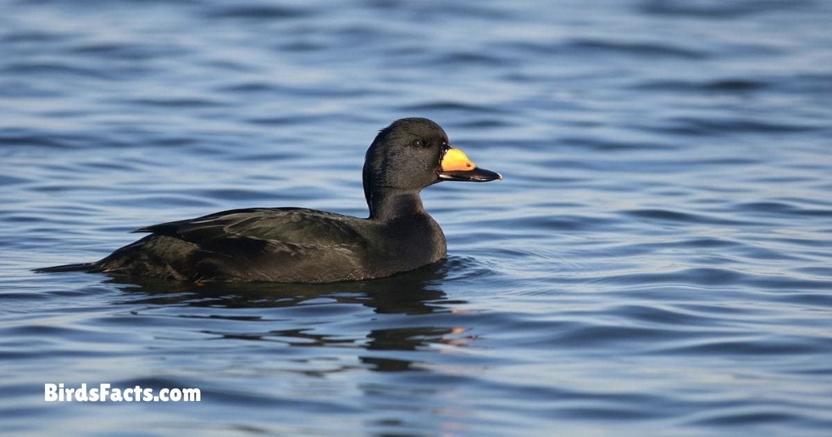 Black Scoter Swimming In Water Showing All Black Body With Distinctive Yellow Knob On Beak