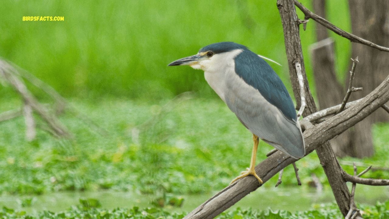 Black-crowned Night-Heron