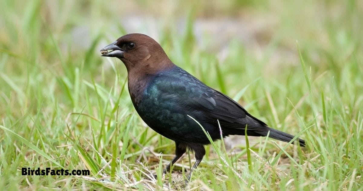 Brown Headed Cowbird Perched On Branch Showing Glossy Black Body And Distinct Brown Head