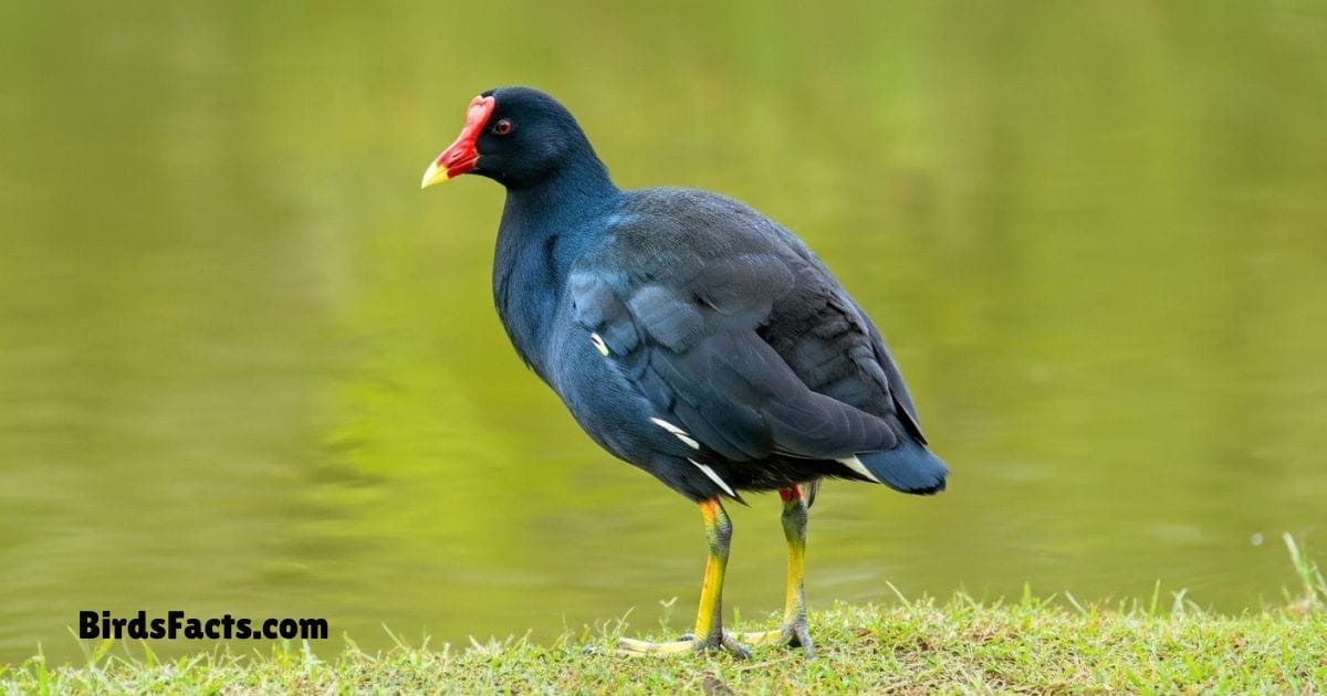 Common Gallinule Walking On Lily Pads Showing Black Body Red Beak With Yellow Tip And Long Toes
