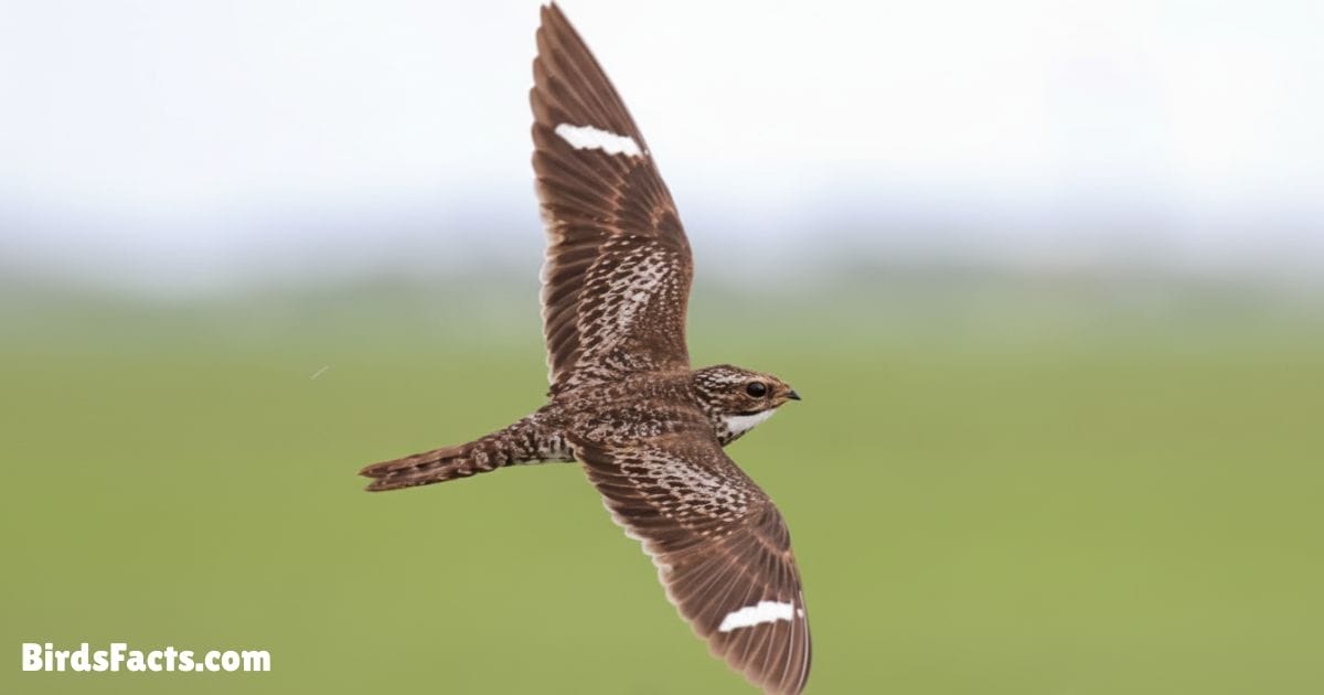 Common Nighthawk Perched On A Wooden Post Showing Camouflaged Brown Gray And White Feathers Long Wings And Small Beak With An Evening Sky Background Common Nighthawk Perched On A Wooden Post Showing Camouflaged Brown Gray And White Feathers Long Wings And Small Beak With An Evening Sky Background